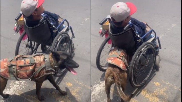 Dog Helping His Disable Owner