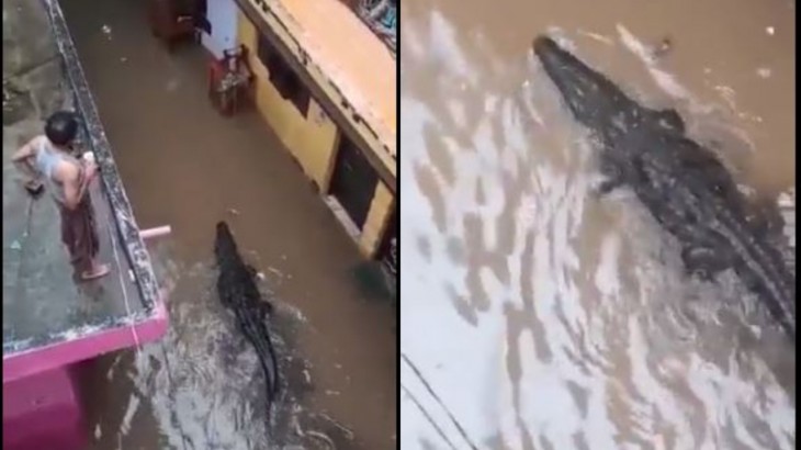 Social Media Viral Video Of Crocodile