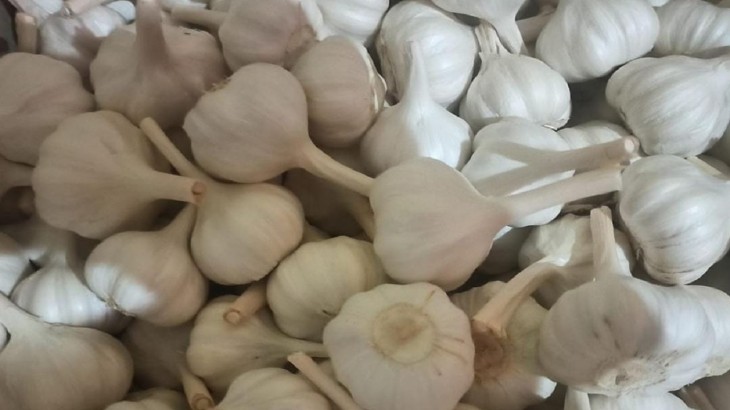 price of garlic