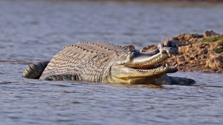crocodile (file photo)