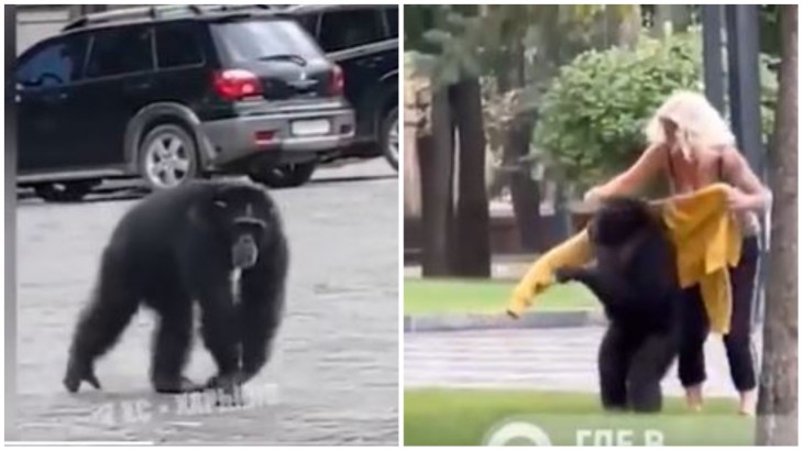 Chimpanzee Escaped From A Zoo Viral Video