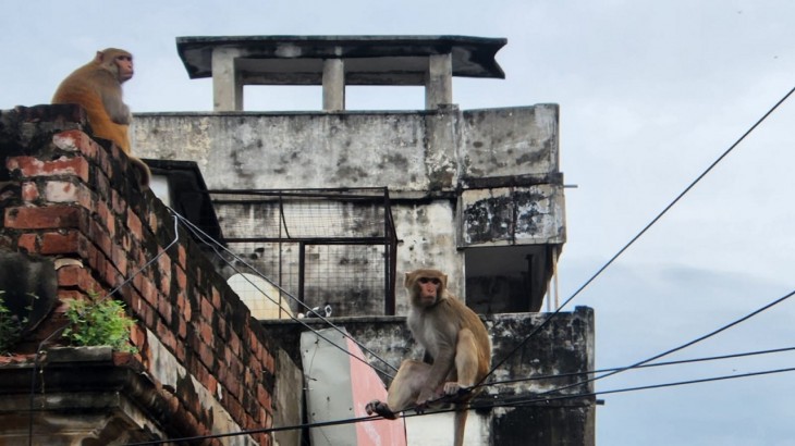 बनारस में बंदरों का आतंक