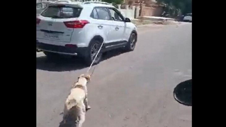 Dog Video Viral