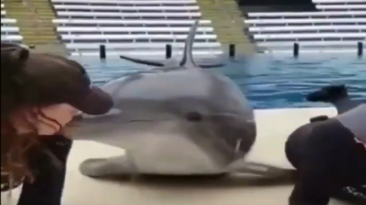 Dolphin kisses two women, Video goes Viral