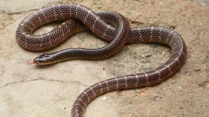 Snake News In Uttar pradesh