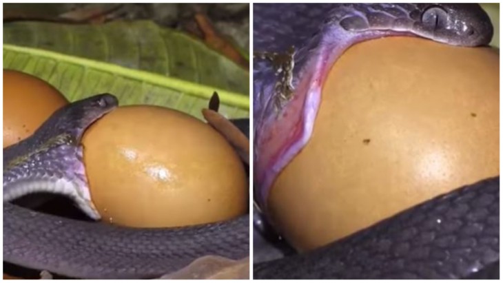 Snake Swallowing Egg Video