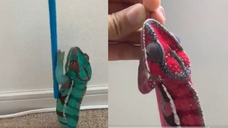 Viral Video Of Chameleon Changing Colour