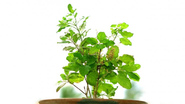 Vastu Tips for Plants 2022