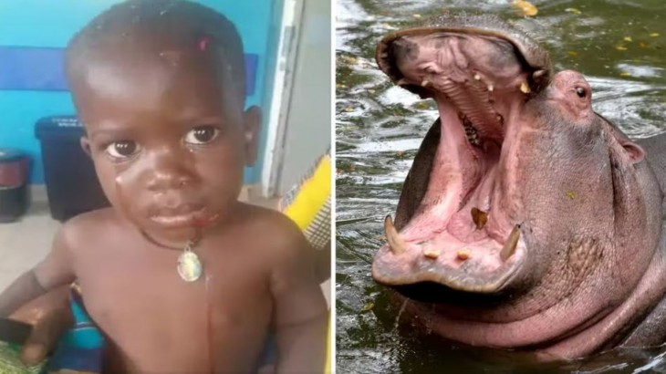 hippo sollows two year old boy