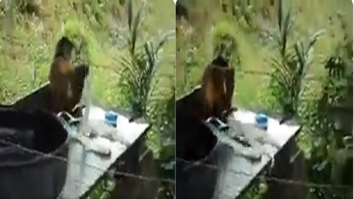 Monkey Washing Clothes Viral Video