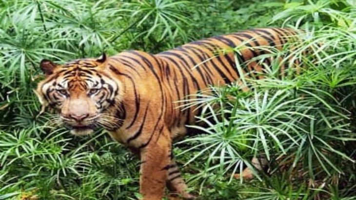 tiger movement in sitamarhi