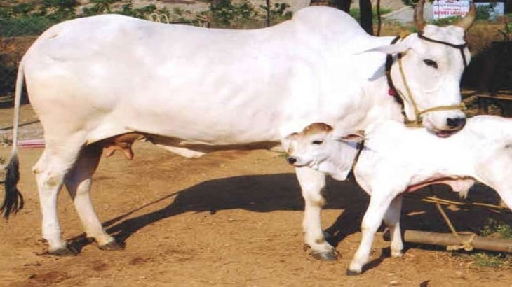 Cow Tax in Himachal Pradesh