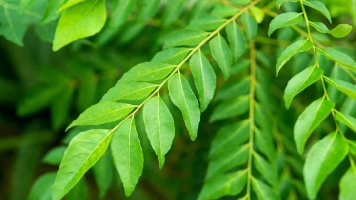 Curry leaf Benefits