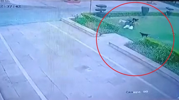 CCTV footage of the painful death of a person due to dog attack emerged