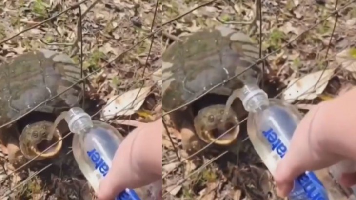 turtle drink water video