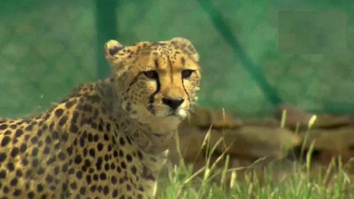 Kuno National Park Cheetah project