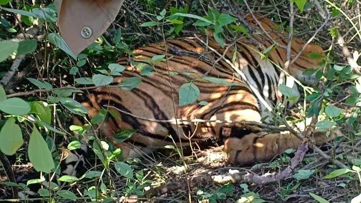 Injured tiger