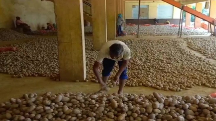 Potato Farming