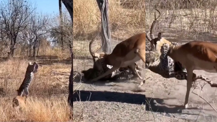 Leopard killed deer