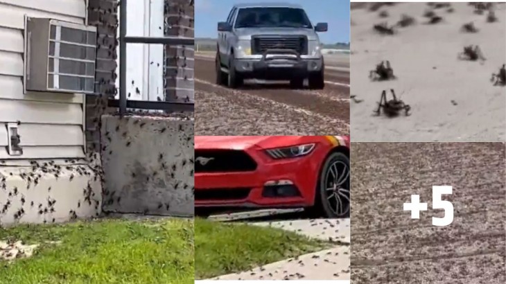 शहर में कीड़ों का आतंक