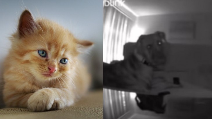 Dog and cat viral video
