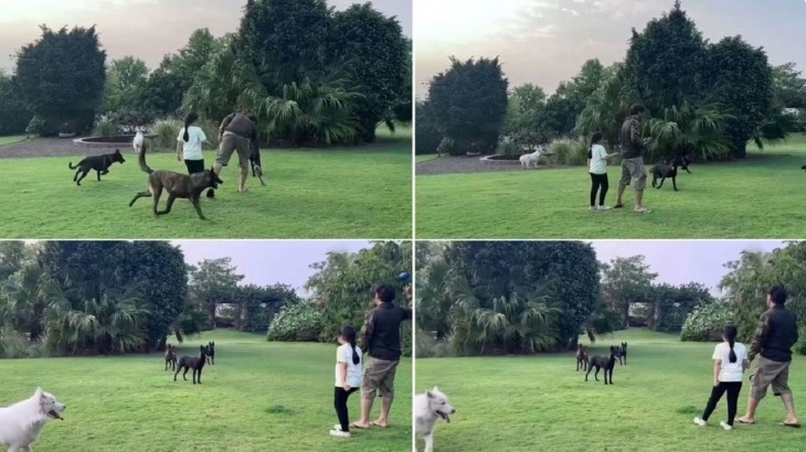 ms dhoni and ziva playing with pets, sakshi share video goes viral