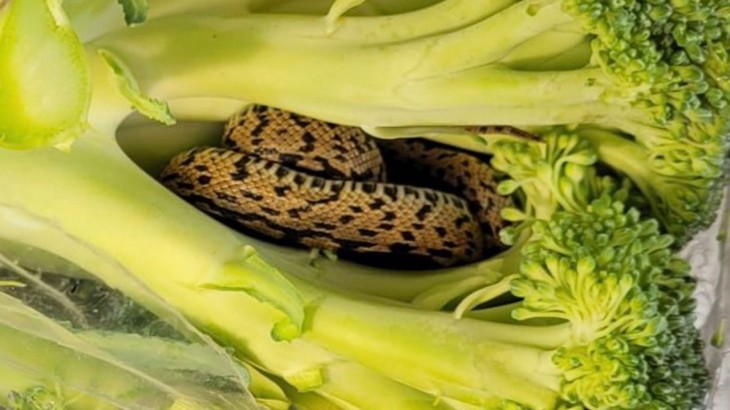 Snake inside broccoli