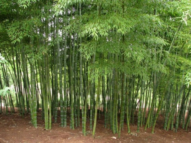 Tripura Bamboo,Bamboo,tripura
