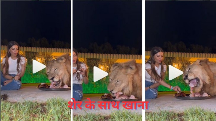 Enjoying Food With Lion