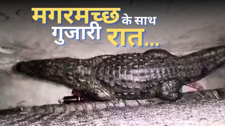 Lakhimpur Kheri Crocodile