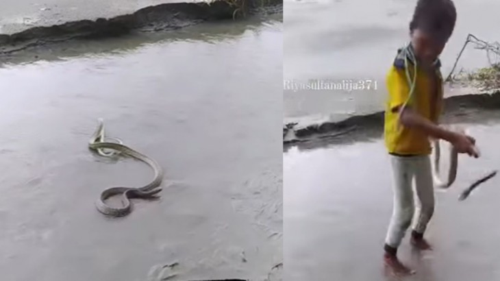viral trending Snake video