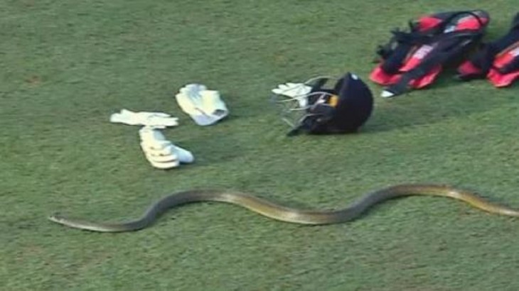 लंका प्रीमियर लीग मैच के दौरान मैदान में घुसा सांप