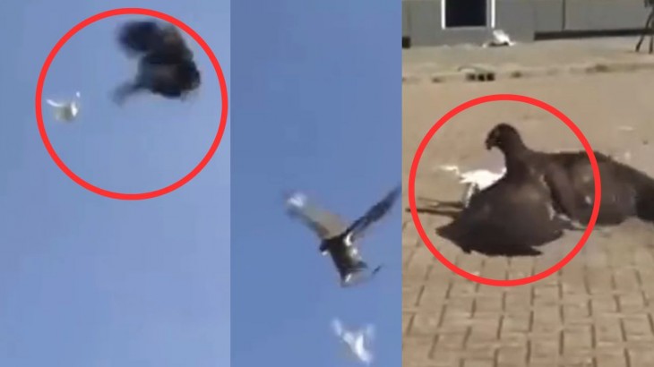Eagle training to attack drones