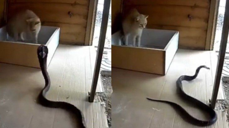 viral snake and cat trending video