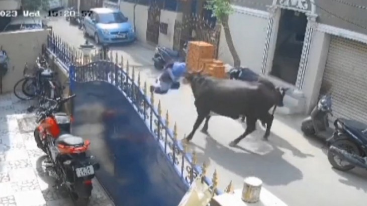 cow attack