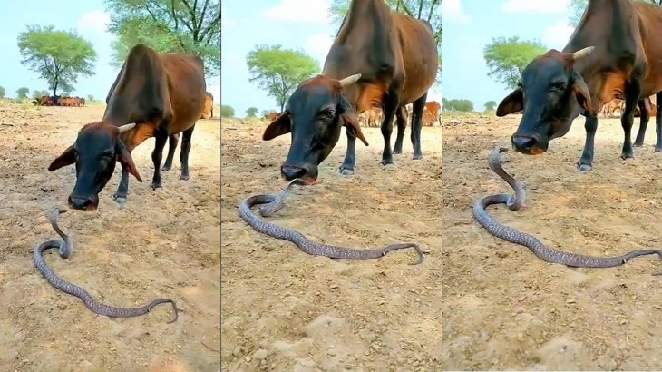 cow and cobra