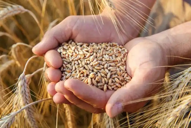 hindi-ukrainian-polih-agriculture-miniter-dicu-grain-export-iue--20230922111736-20230922135114