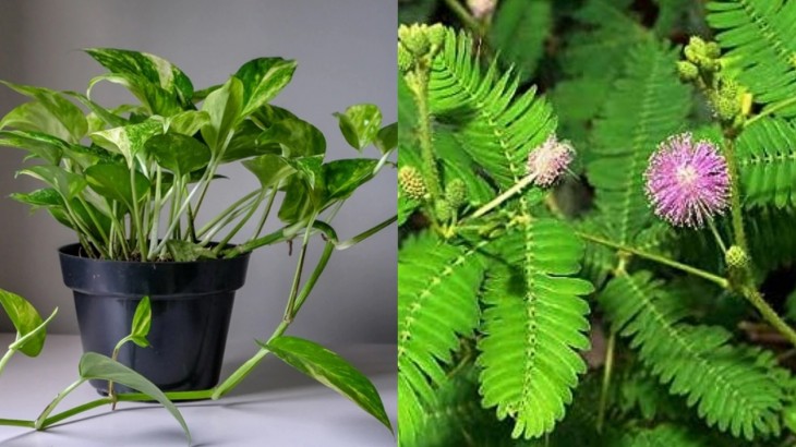 Vastu Tips for Plants