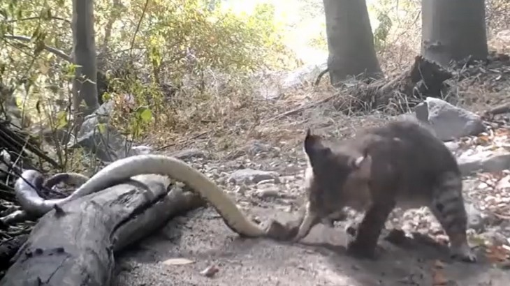 Cat and Snake Fight