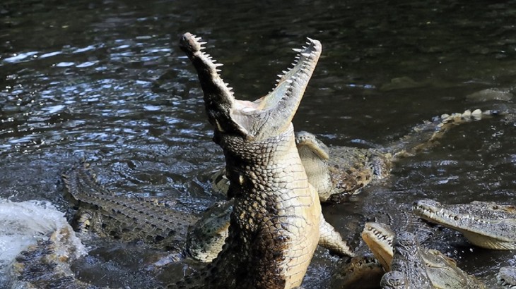 Crocodile attacked
