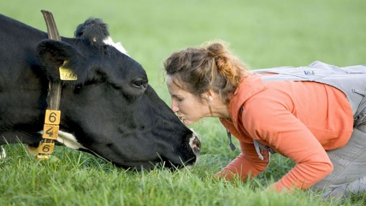Cow Cuddling