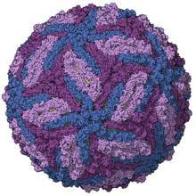hindi-zika-viru-found-in-ktaka-dit-health-dept-on-high-alert-mode--20231102105405-20231102111027