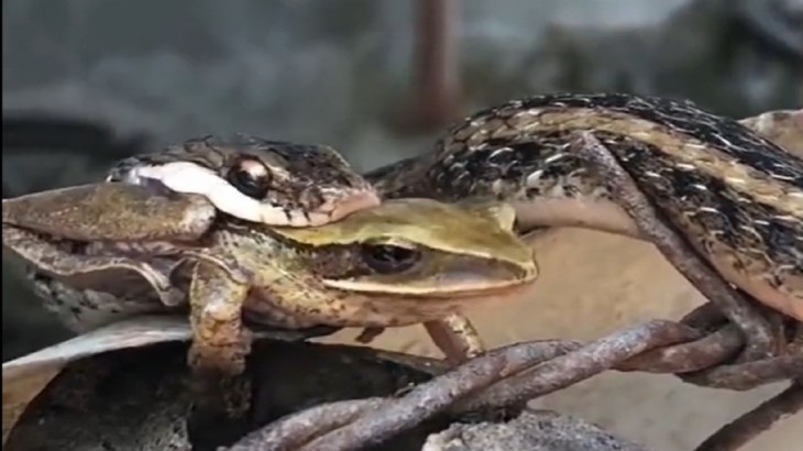 Snake swallo frog