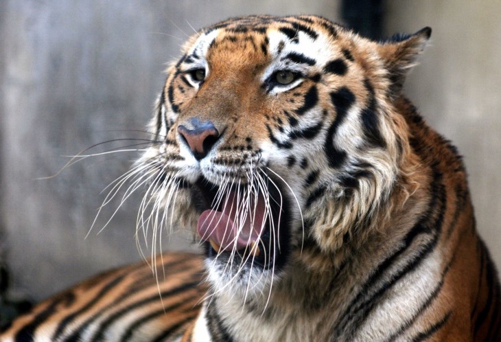 hindi-royal-bengal-tiger-pair-to-roar-in-jambu-zoo-jammu--20231116190304-20231116202207
