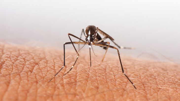 hindi-can-oap-help-fight-malaria-carrying-moquitoe--20231127113305-20231127115422