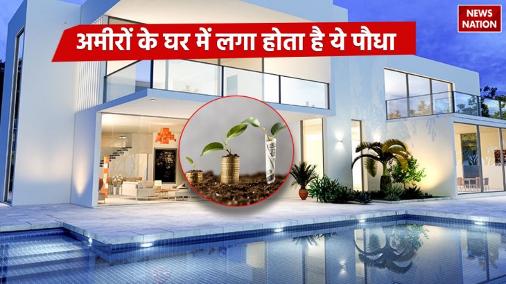 Where to keep aloe vera plant in house for luck as per Vastu