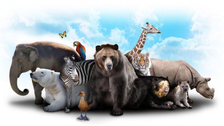 animals in the world