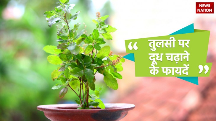 why and when should milk be offered to the tulsi plant know its religious benefits