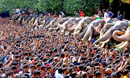 hindi-animal-right-organization-ak-kerala-govt-to-probe-increaing-death-of-captive-elephant--2024011