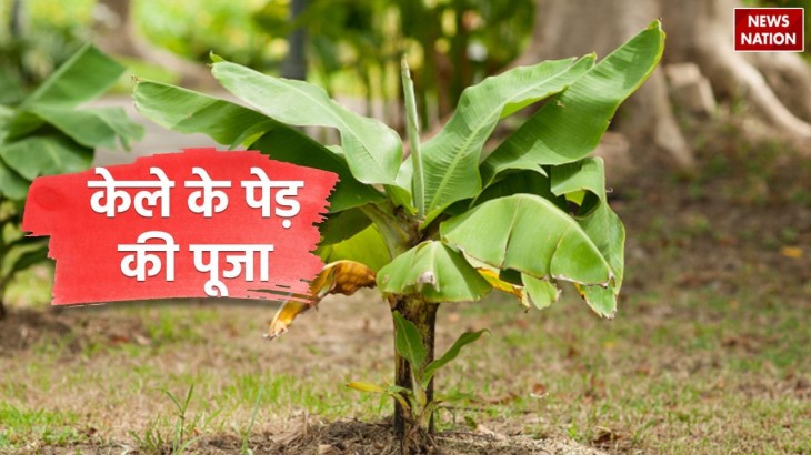 Worship banana tree like this for wealth  prosperity and health